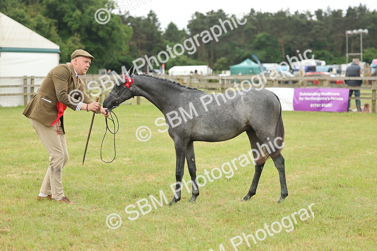 SBM_05378 - Class 68-73 - Riding Pony Breeding