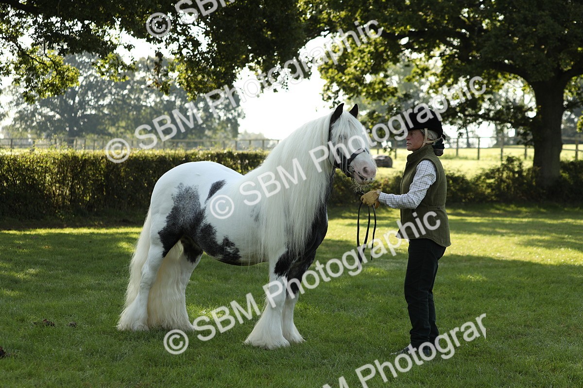 SBM_60909 - S43 - Coloured Pony In Hand