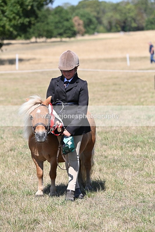 WJ6_8712 - Class 37b Best Loan Pony In-hand