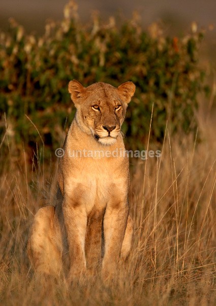 Lioness - Kenya