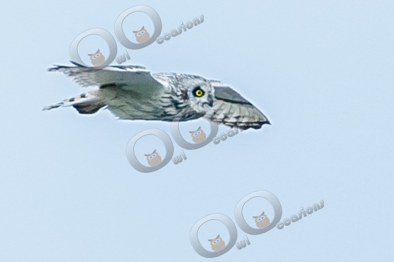 short eared owl Asio flammeus-3535 - Owls of the World