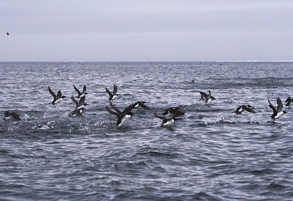 Bruennich Guillemots 9280 - Summer time
