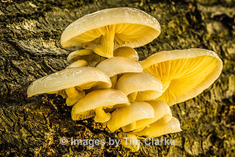 Fungi on Oak tree - Nature