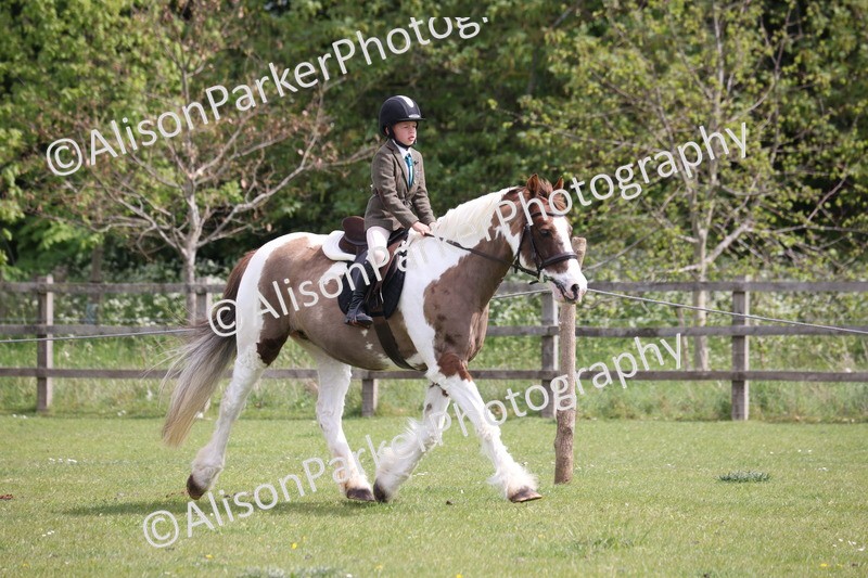 20260426-4329 - Class 34 - Best Riding Horse Over 14.2hh