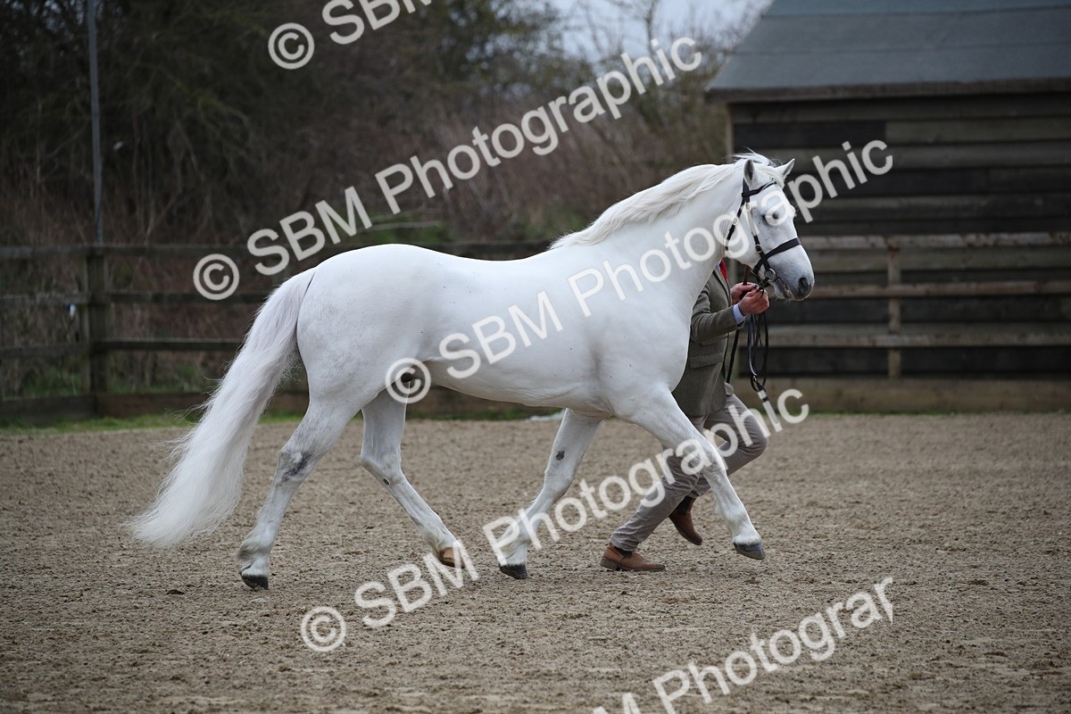 SBM_004043 - Class 1-4 - Young Stock classes Inc. In Hand Championship
