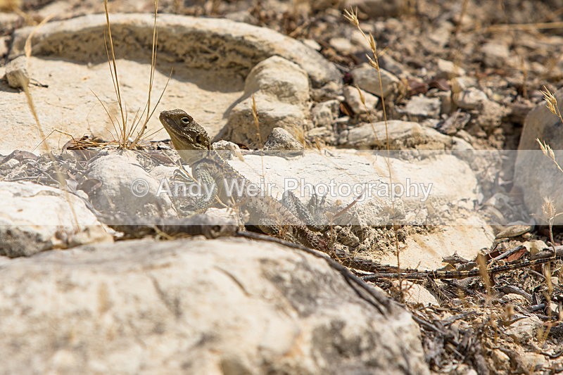 20150612-8E0A9593 - Abroad