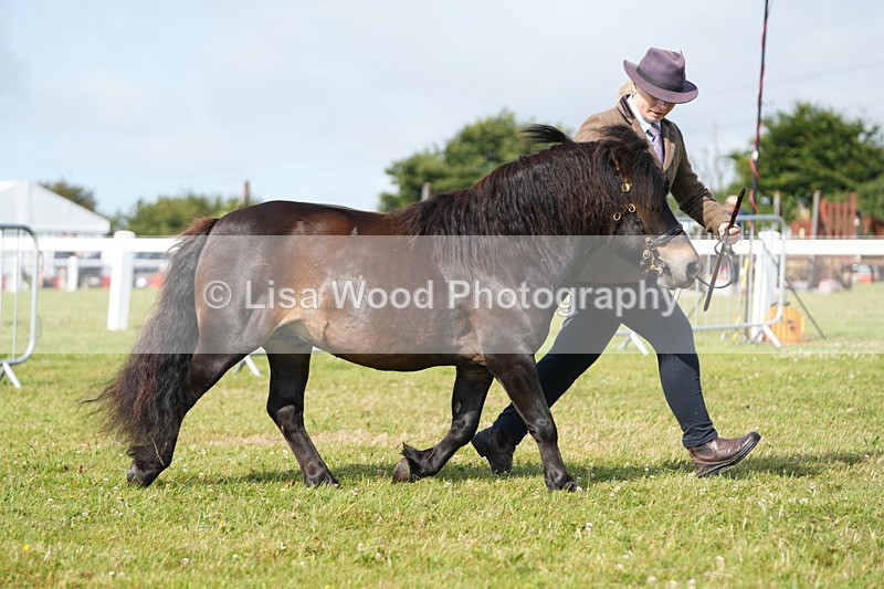 DSC05185 - Class 49: NPS Shetland 4 years and over