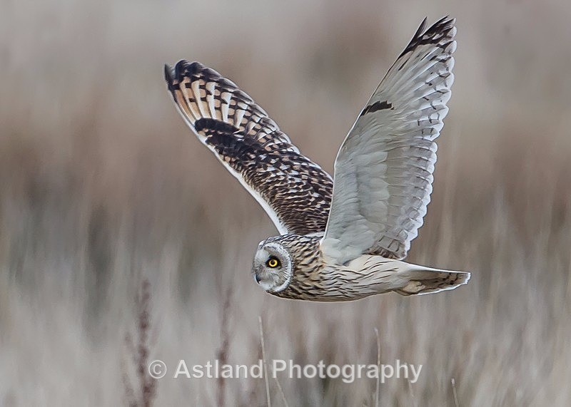 Astland Photography, Bird and Wildlife Images, Susan and Peter Wilson, U.K.