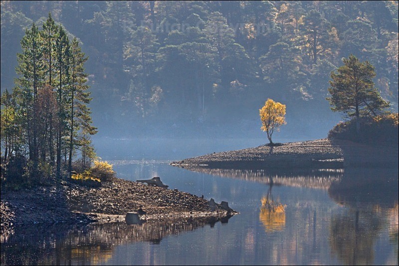 Autumn Tree - Landscapes