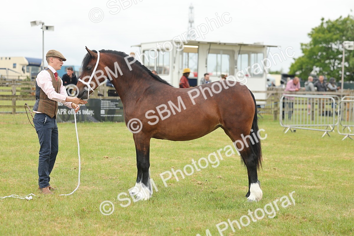 SBM_04828 - Class 50-57 - M&M Welsh Pony In Hand