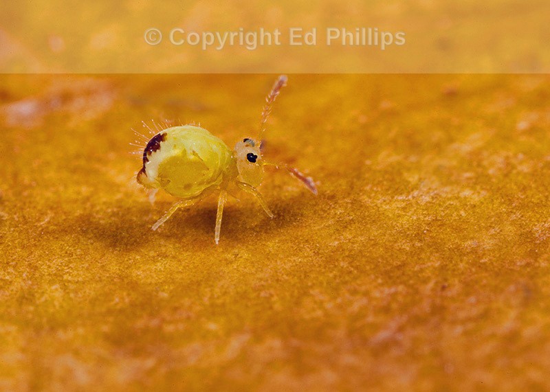 Dicyrtomina minuta