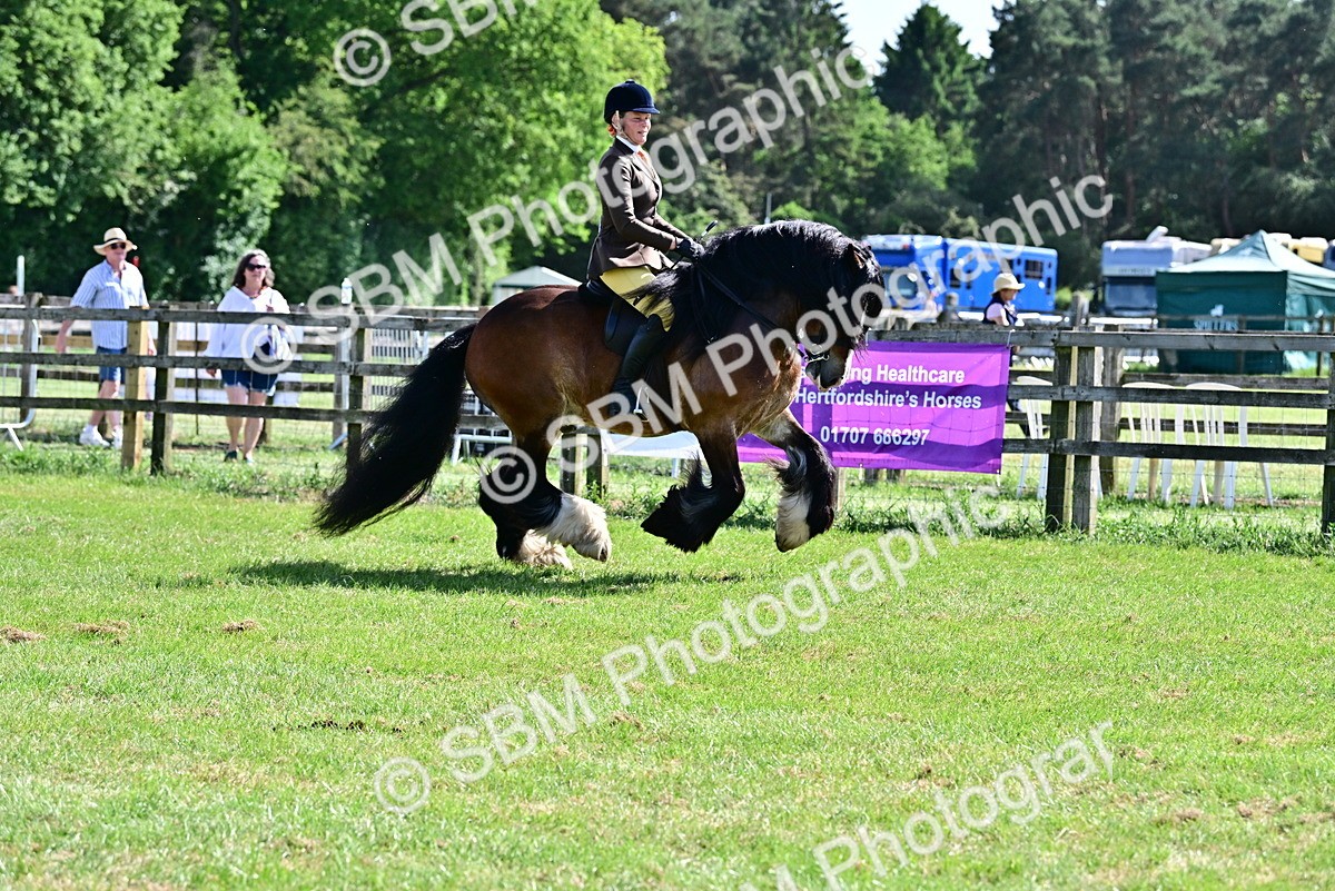 SBM_09320 - Class 63-65 - Traditional Gypsy Cobs In Hand & Ridden
