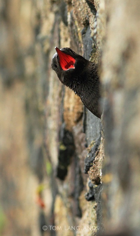 Black Guillemot - All Other Birds