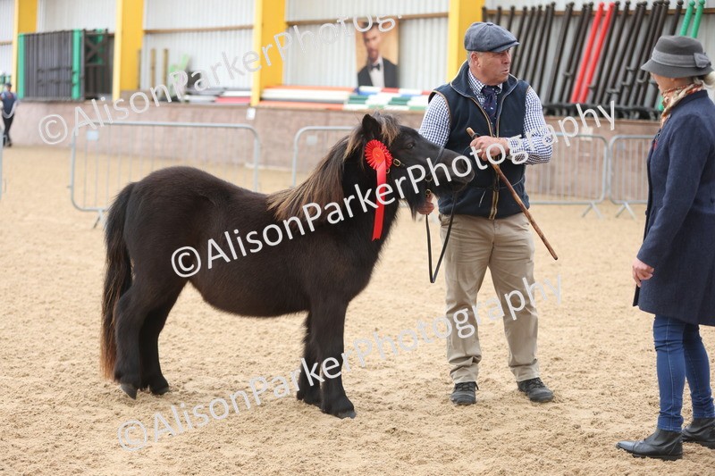 20251109-0020 - Class 2 - Yearling, Colt, filly or gelding
