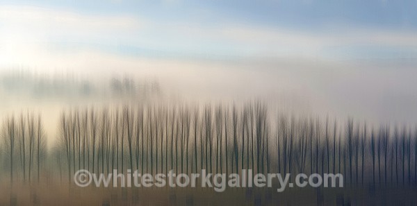  - Light In The Forest