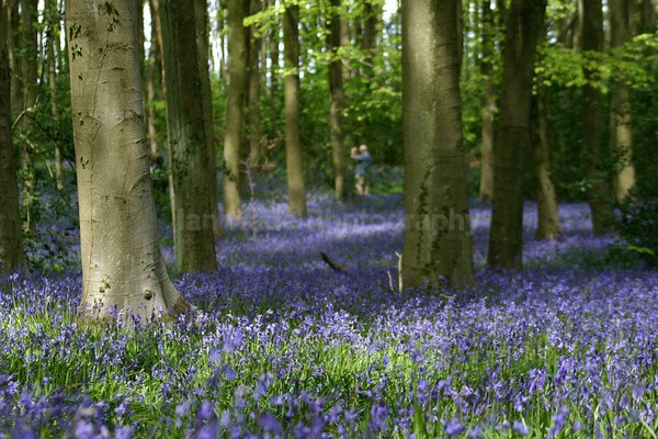 Bluebell wood  _S061 - Somerset landscape Photography