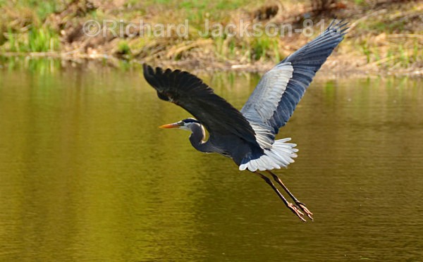 Flight of the Heron - Birds