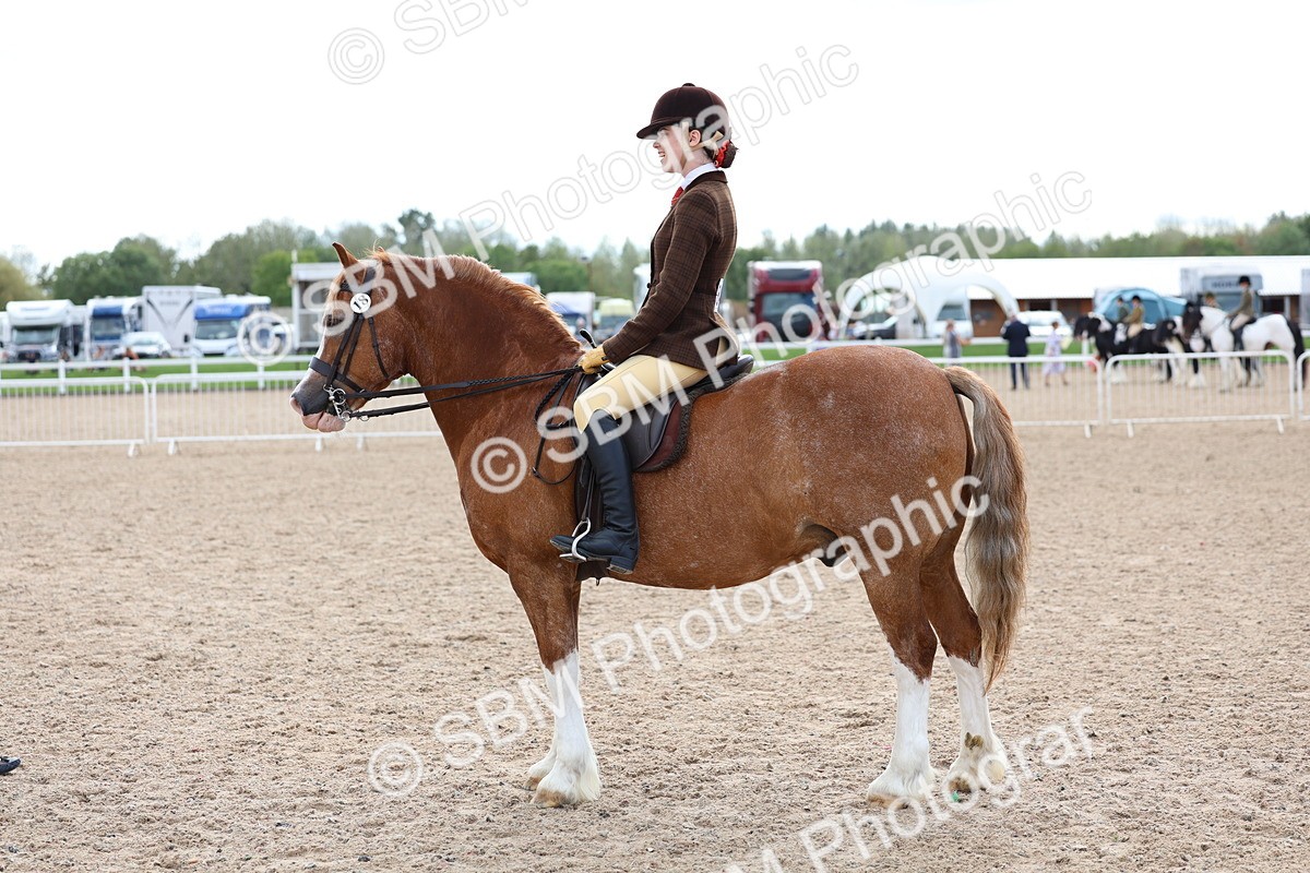 SBM_15831 - Class 314 - Family Horse - Pony
