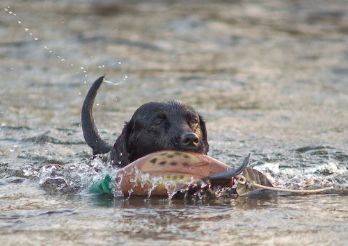 34 - Heney Gundogs