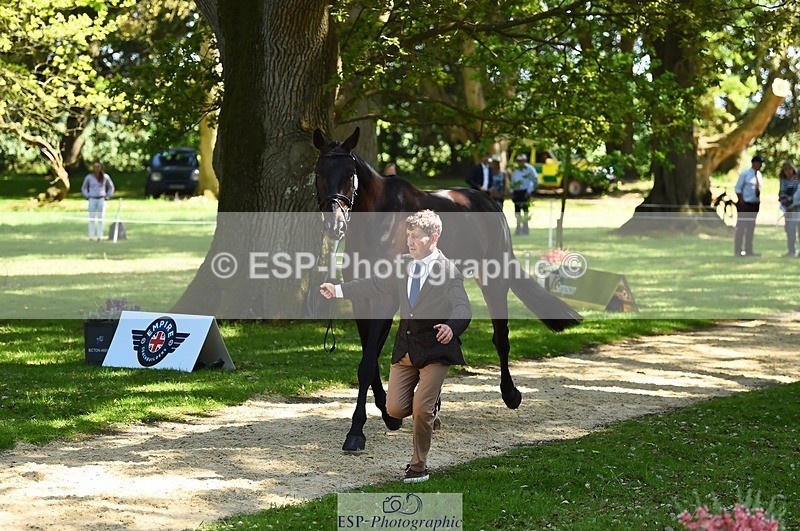 230524-151844-00198 - 319-RINGFORT_REVE_DU_MOULIN-Andrew_Downes-WEDTrotUp+DR