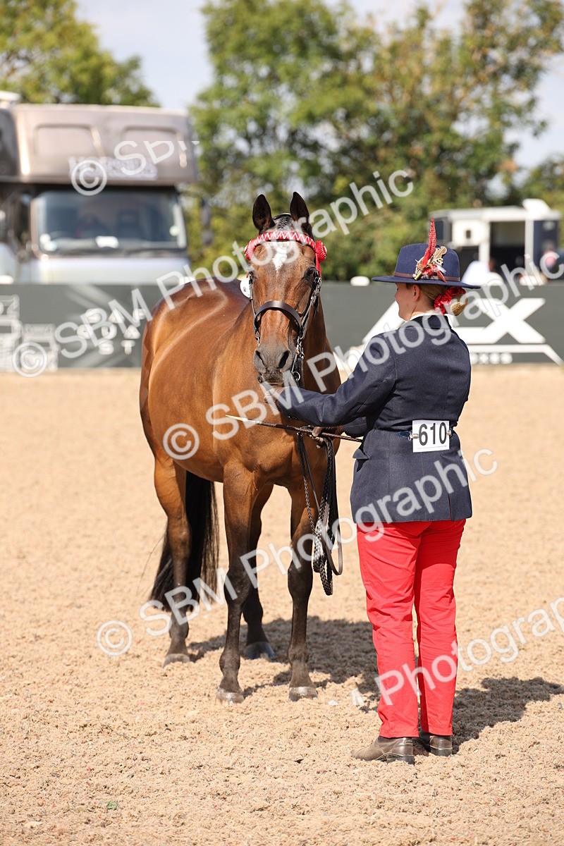 SBM_03033 - Class 17 Prettiest Mare IH or Ridden