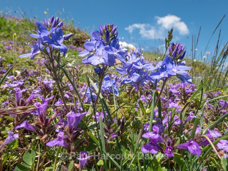 Orsini's speedwell (Veronica orsiniana). growing with basil thyme (Acinos arvensis) - Flowers in the Landscape - 1