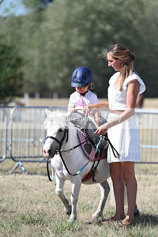 WJ7_1305 - Class 41 Prettiest Mare