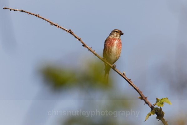  - Birds of Britain and Europe