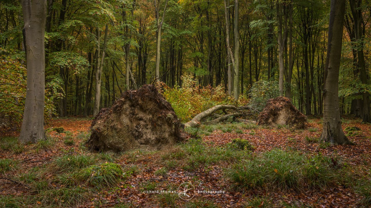 Uprooted - Woodland