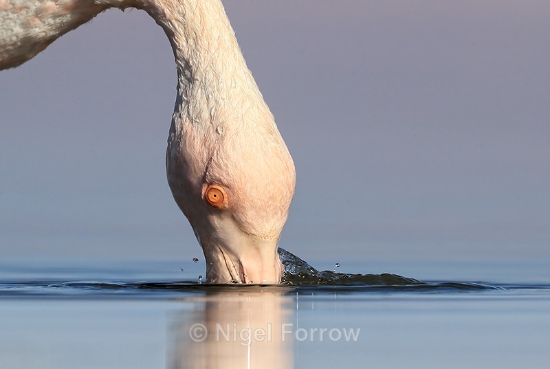Chilean Flamingo feeding close view, Laguna Chaxas, Chile - Chilean Flamingo