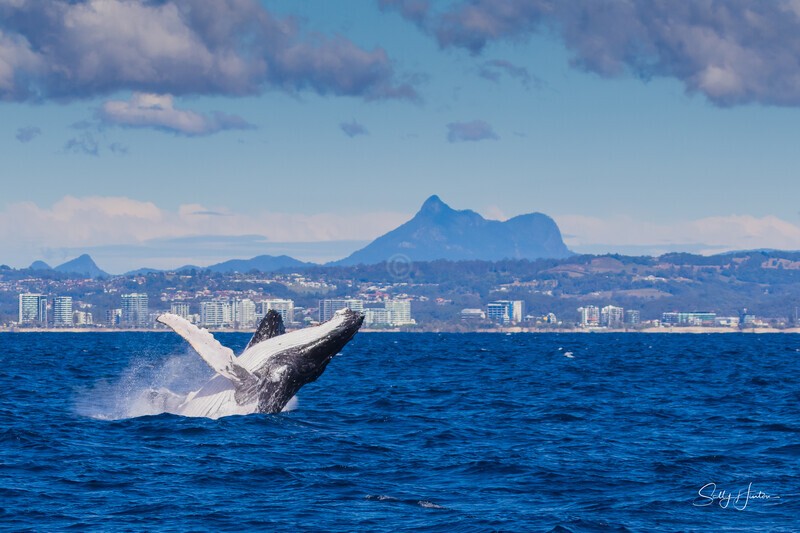 Mt Warning Breach 4. 0A3A2998 - 2025 Whales