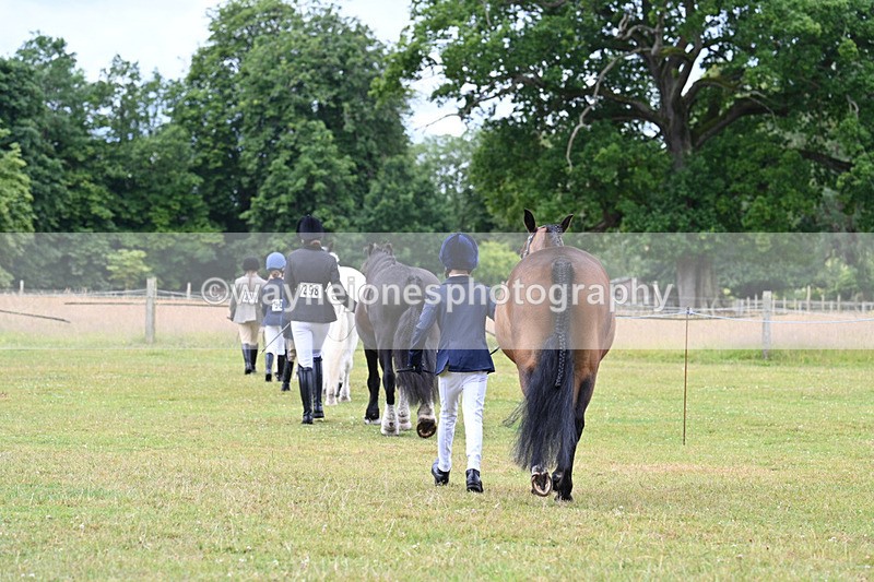 WJ7_6455 - Class 5 Handsome Gelding in hand