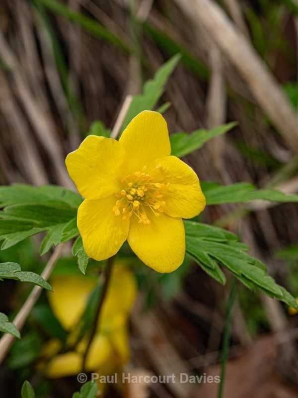 Yellow anemone (Anemone ranunculoides) - Wild Flowers - 2