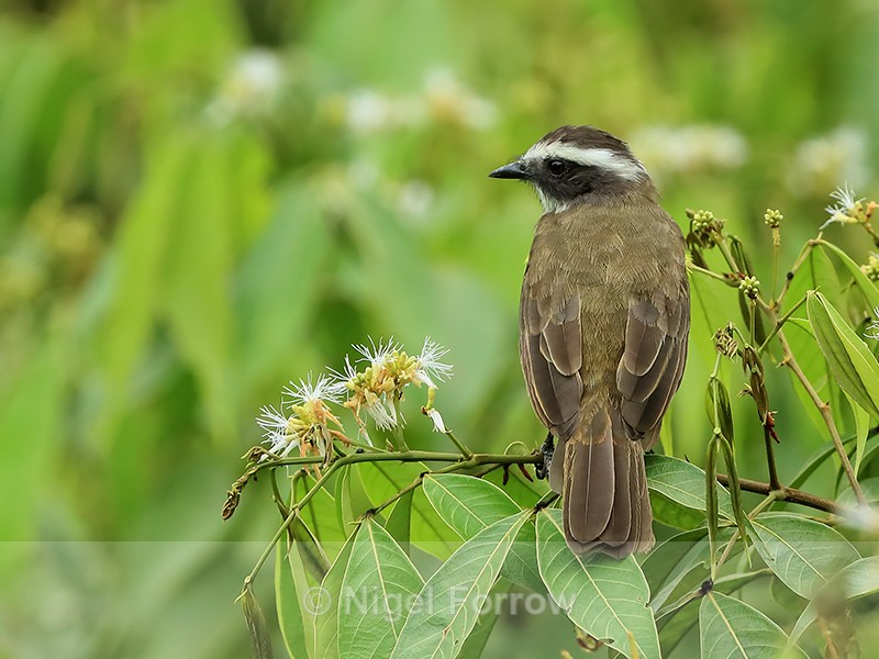 Social Flycatcher, back view, Gamboa, Panama - Social Flycatcher