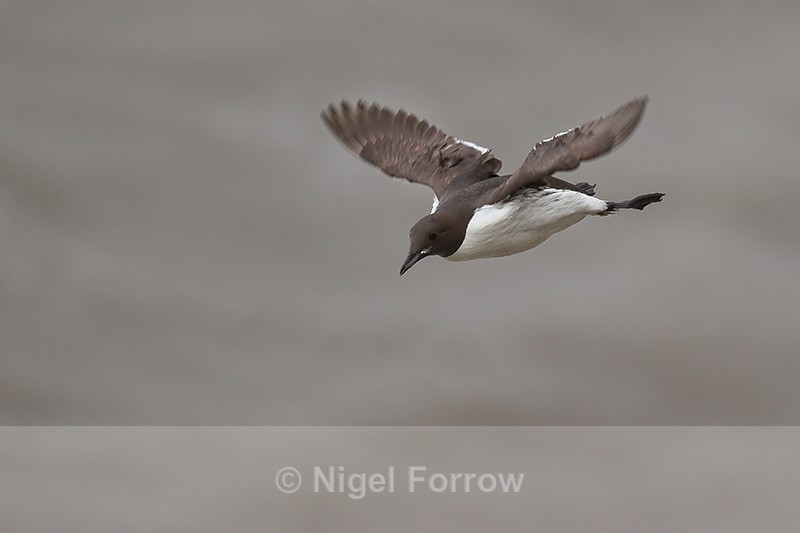 Flying Guillemot with fish, Bempton Cliffs, Yorkshire - Guillemot