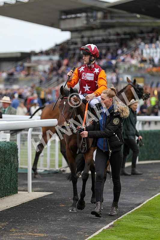 250824-Race 5-Lincoln Rockstar-9444 - Race 5