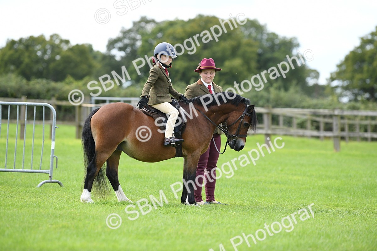 SBM_42433 - S20 - Lead Rein Mountain & Moorland Pony