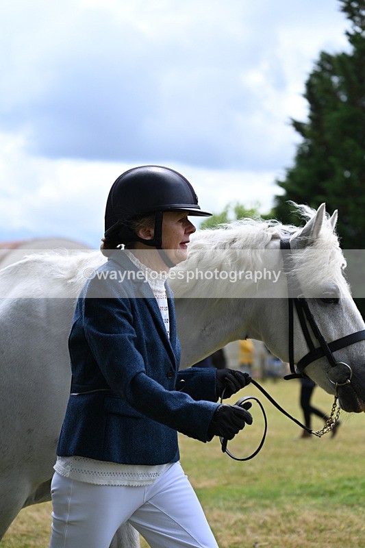 WJ7_6811 - Class 5a Most Handsome Gelding in Hand