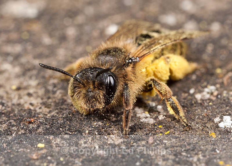 Andrena flavipes (f) - Andrena flavipes