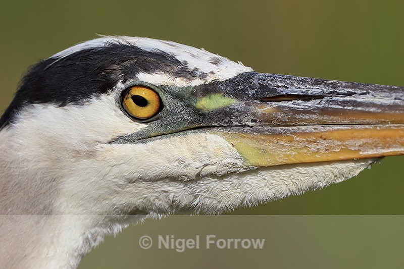 Great Blue Heron eye, Viera Wetlands, Florida - Great Blue Heron