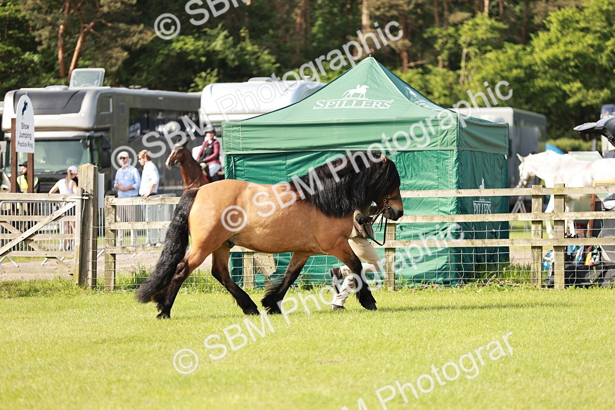 SBM_00835 - Class 14-23 - Mountain & Moorland In Hand Non Welsh