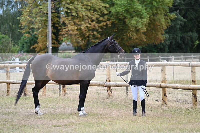 WJ7_8980 - Class 4a Prettiest Mare 14.2hh and over
