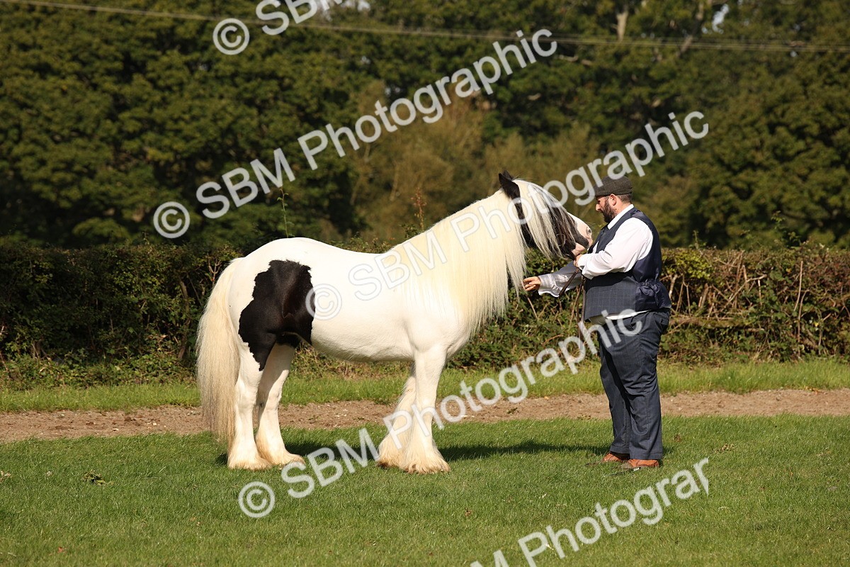 SBM_62216 - S55 - Traditional Cob In Hand