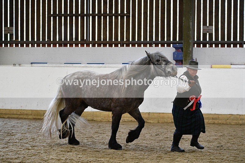 WJ5_5675 - Morning in hand Championship