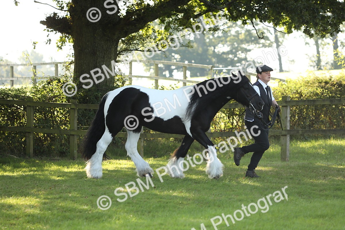 SBM_60873 - S43 - Coloured Pony In Hand