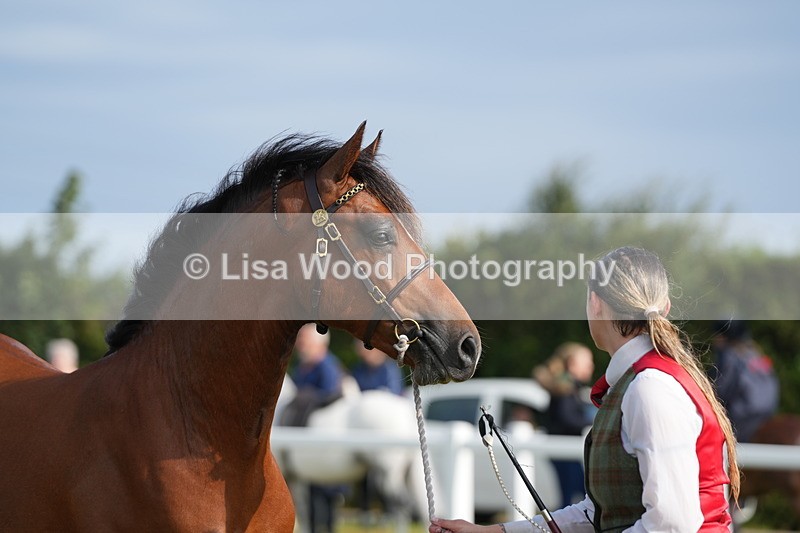 DSC04844 - Class 47: NPS M&M Yearling