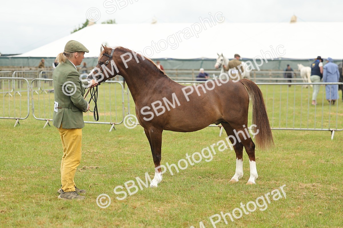 SBM_02252 - Class 50-57 - M&M Welsh Pony In Hand