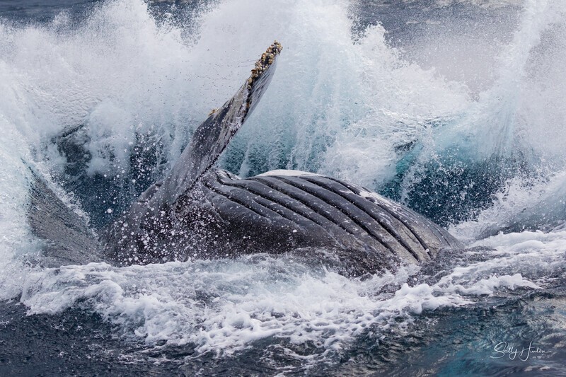Forty Tonne Splash. 0A3A9234 - Humpback Whales
