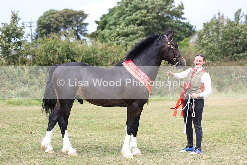 3E7A5743 - In Hand Championship