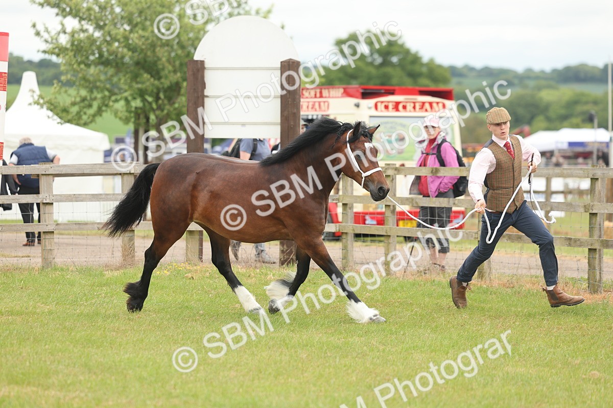 SBM_04794 - Class 50-57 - M&M Welsh Pony In Hand